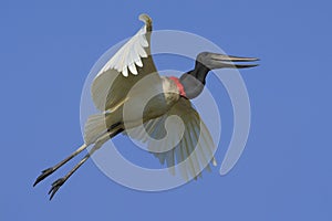 Jabiru, Jabiru mycteria, flying white bird with blue sky, Pantanal, Brazil