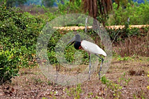 Jabiru Jabiru mycteria - Pantanal, Mato Grosso, Brazil