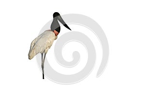 Jabiru, Jabiru mycteria,