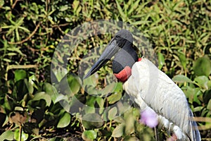 Jabiru in Pantanal