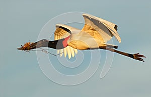 Jabiru stork