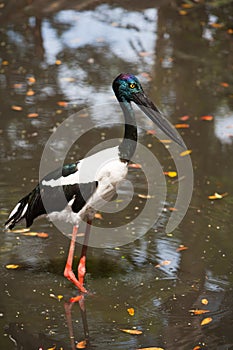 Jabiru stork