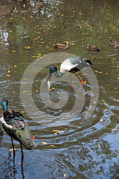 Jabiru stork