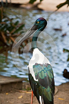 Jabiru stork