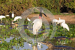 Jabiru stork bird on the nature in Pantanal