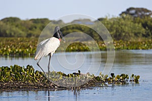 Jabiru stork in the brasil Pantanal