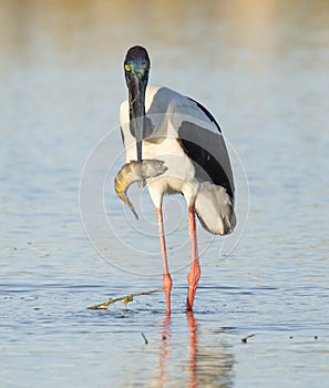 Jabiru stork catching a muddy grunter fish.