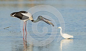 Jabiru stork catching a muddy grunter fish.