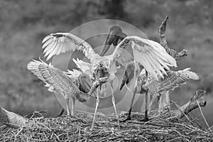 Jabiru stork fledglings with a fish meal