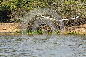 Jabiru Stork in Flight over River