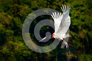 Jabiru stork fly. Jabiru, Jabiru mycteria, black and white bird in the green water with flowers, open wings, wild animal in the na