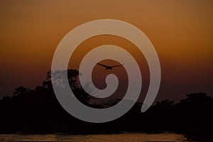Jabiru Stork Flying over Jungle River at Sunset