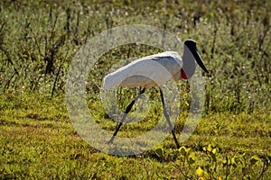 Jabiru Stork flying on Rio Cuiaba, Pantanal, Brazil