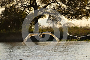 Jabiru Stork flying on Rio Cuiaba, Pantanal, Brazil photo