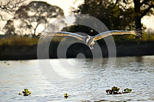 Jabiru Stork flying on Rio Cuiaba, Pantanal, Brazil photo