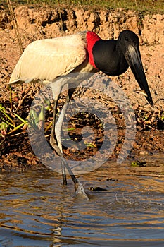 Jabiru Stork flying on Rio Cuiaba, Pantanal, Brazil photo