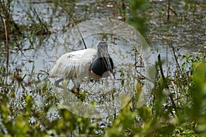 Jabiru Stork Jabiru mycteria