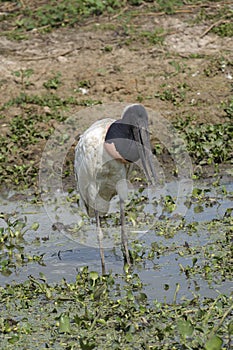 Jabiru Stork (Jabiru mycteria)