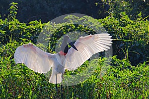 Jabiru Stork, Jabiru Mycteria, Cuiaba River, Porto Jofre, Pantanal Matogrossense, Mato Grosso do Sul, Brazil