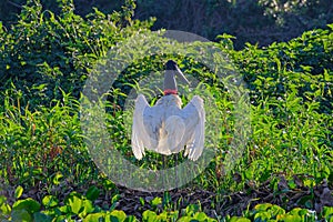 Jabiru Stork, Jabiru Mycteria, Cuiaba River, Porto Jofre, Pantanal Matogrossense, Mato Grosso do Sul, Brazil photo