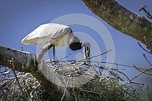 A Jabiru Stork making its nest on a tree top in the Pantanal.