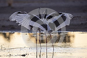 Jabiru storks courting.