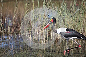 Jabiru storks setloglevel goes through the swamp in search of food