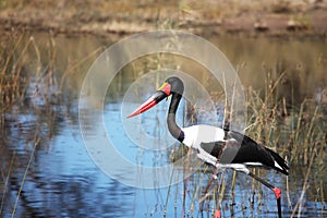 Jabiru storks setloglevel hunting in the Delta Okavango