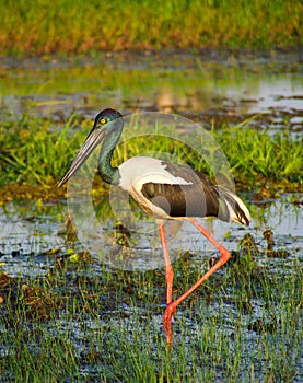 Jabiru wading in wetlands photo