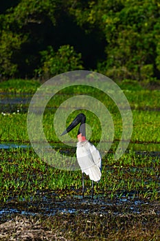 A jabiru in the wild photo