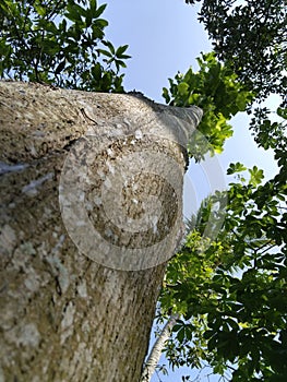 jabon tree against the blue sky