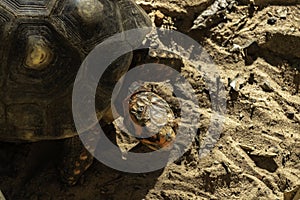 Jabuti- Piranga or Red-footed tortoise Chelonoidis carbonaria