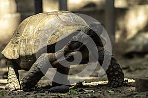 Jabuti- Piranga or Red-footed tortoise Chelonoidis carbonaria