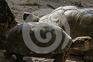 Jabuti- Piranga or Red-footed tortoise Chelonoidis carbonaria