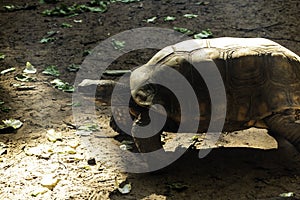 Jabuti- Piranga or Red-footed tortoise Chelonoidis carbonaria