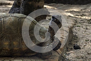 Jabuti- Piranga or Red-footed tortoise Chelonoidis carbonaria