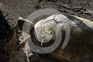 Jabuti- Piranga or Red-footed tortoise Chelonoidis carbonaria