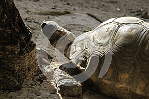 Jabuti- Piranga or Red-footed tortoise Chelonoidis carbonaria