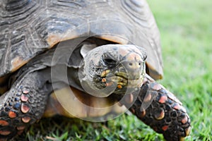 A jabuti turtle on a countryhouse in the countryside of Sao Paulo, Brazil