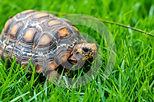 Jabuti / Turtle green and orange, quiet on the grass camouflaging with the landscape,