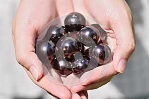 Jabuticaba fruit