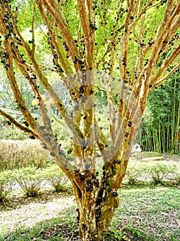 Jabuticaba fruit