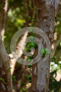 Jabuticaba fruit on tree