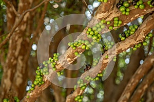 Jabuticaba fruit tropical tree