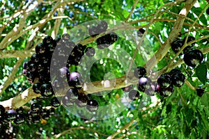 Jabuticaba or Jaboticaba tree full of purplish-black fruits.