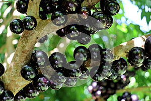 Jabuticaba or Jaboticaba tree full of purplish-black fruits. photo