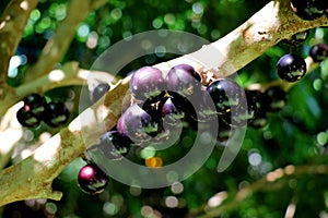 Jabuticaba or Jaboticaba tree full of purplish-black fruits. photo