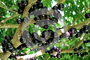 Jabuticaba or Jaboticaba tree full of purplish-black fruits. photo