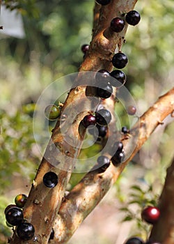 Jabuticaba, Myrciaria Cauliflora