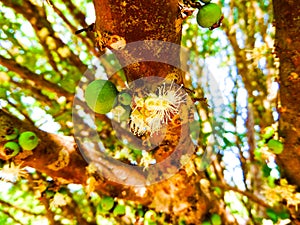 Jabuticaba, sweet-flavored fruit native to the Atlantic rainforest photo